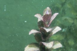 20010526_Echinger_Weiher_0006
